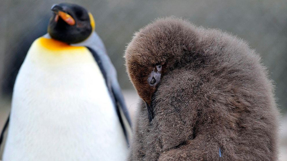 Kungspingviner lever normalt sett i subarktiska områden samt på tempererade platser som Falklandsöarna.