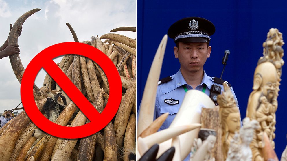 – Det här sänder signalen till kinesiska folket att elefanters liv är viktigare än vår elfenbenskultur.