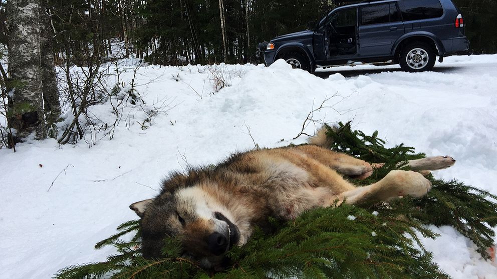 En varg ligger på en bädd av granris. En bil står i bakgrunden