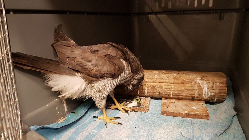 En duvhök med hjärnskador av blyförgiftning har tagits om hand av ett fågelcenter i Åkersberga.