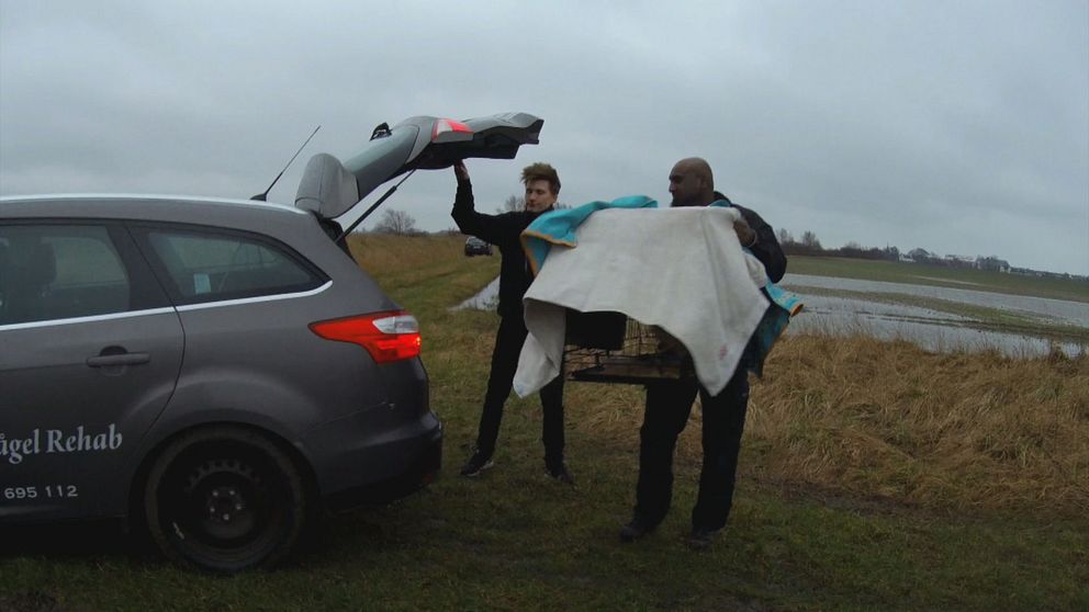 Victor Persson och Andréas Forsman från Stockholm vildfågel rehab fraktade rördrommen till Skåne där den släpptes i ett naturreservat.