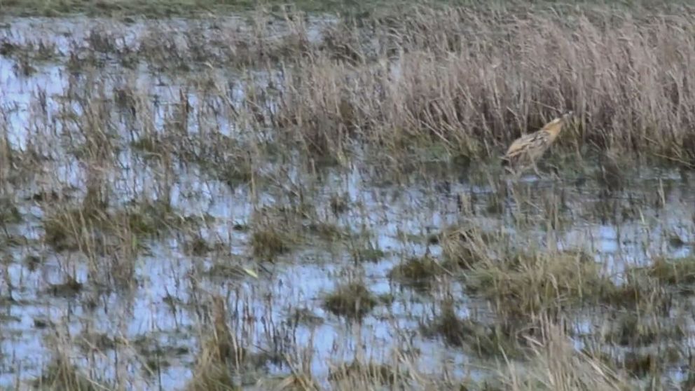 Den utsvultna rördrommen som hittats utanför Luleå har nu kryat på sig och fått vård hos Stockholm vildfågel rehab och har släppts i ett naturreservat i Skåne.