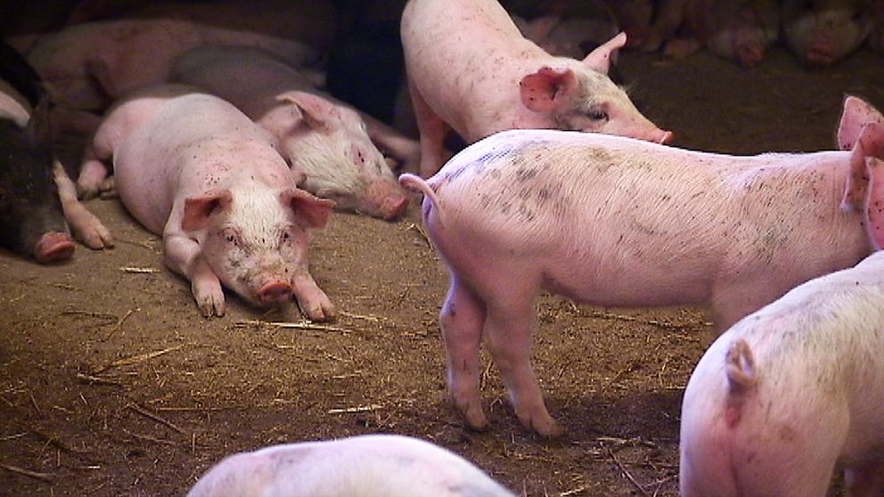 I Kina äts det mycket fläskkött, och även de delar av grisen som vi vanligtvis inte äter här i Sverige