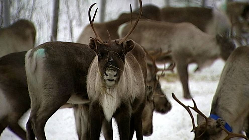 Ren som tittar förvånat in i kameran