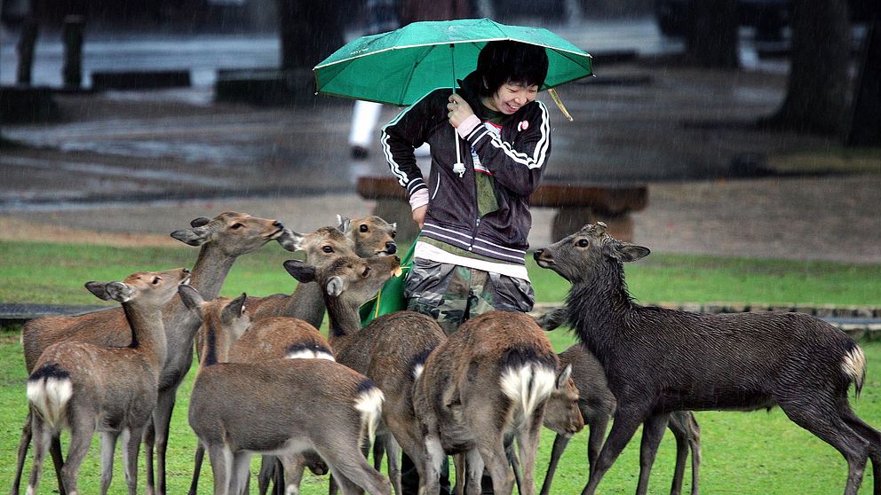 En turist omringad av renar i Nara, Japan