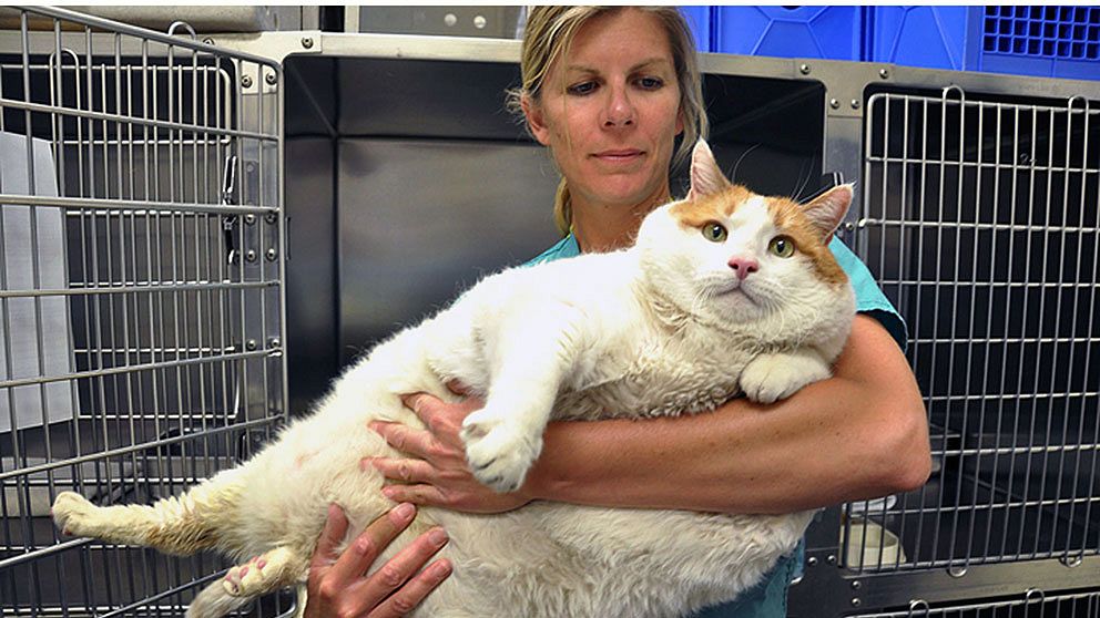 Katten Meow uppmärksammades i USA när det visade sig att katten vägde 17,7 kilo. I maj 2012 avled Meow, troligtvis på grund av den grava övervikten.