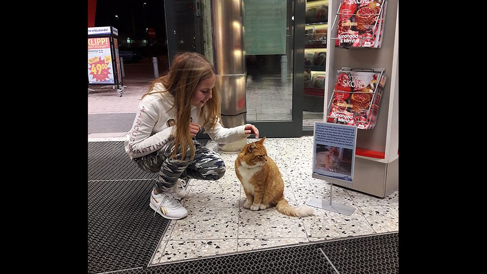 Katten Molle