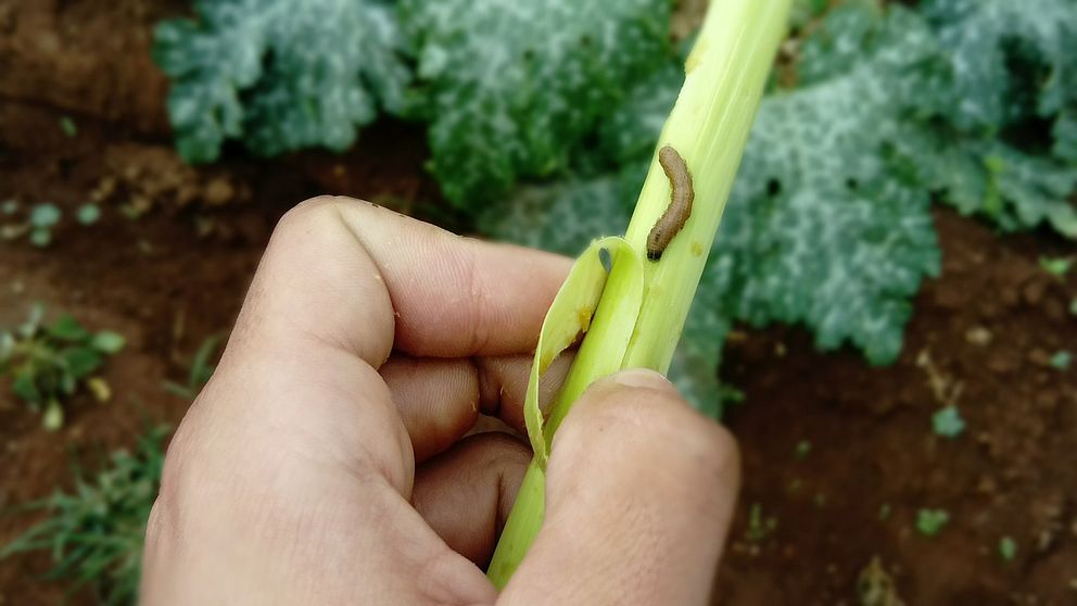 Höstarmélarven äter många växtarter och alla delarna av växten skadas.