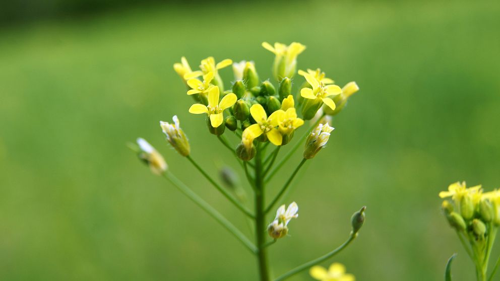 Oljedådran, Camelina sativa, är en åkerväxt och ett ogräs som utrotats i Sverige och som nu används som flygbränsle.