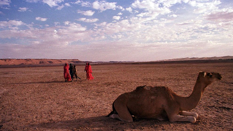 Kamel i Saharaöknen