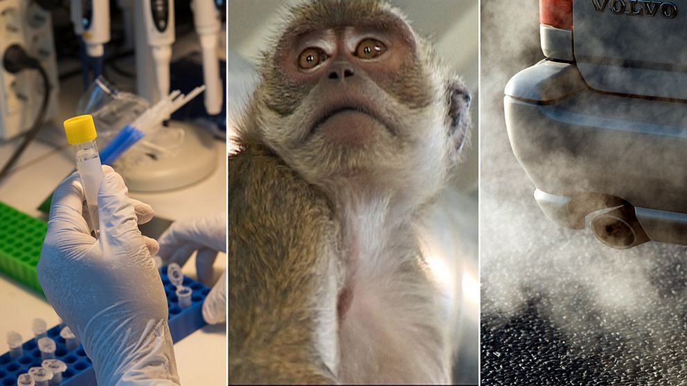 Tyska biltillverkare testade avgaser på apor och människor