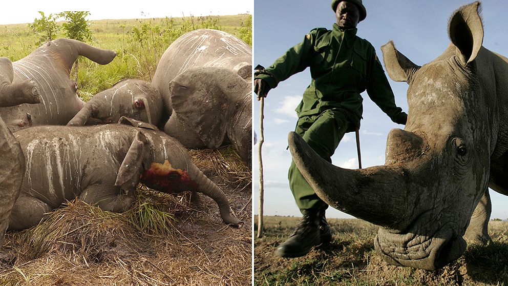Tjuvjakten på elefanter och noshörningar är värre än någonsin.