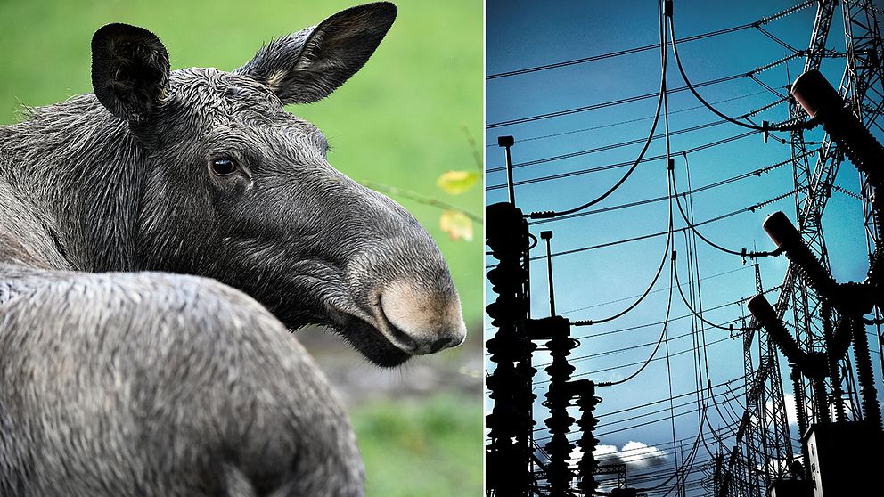 älg och ställverk