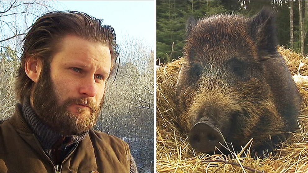 Johan Stedt på Jägareförbundet tror vi kommer få se en ökad jakt av vildsvin