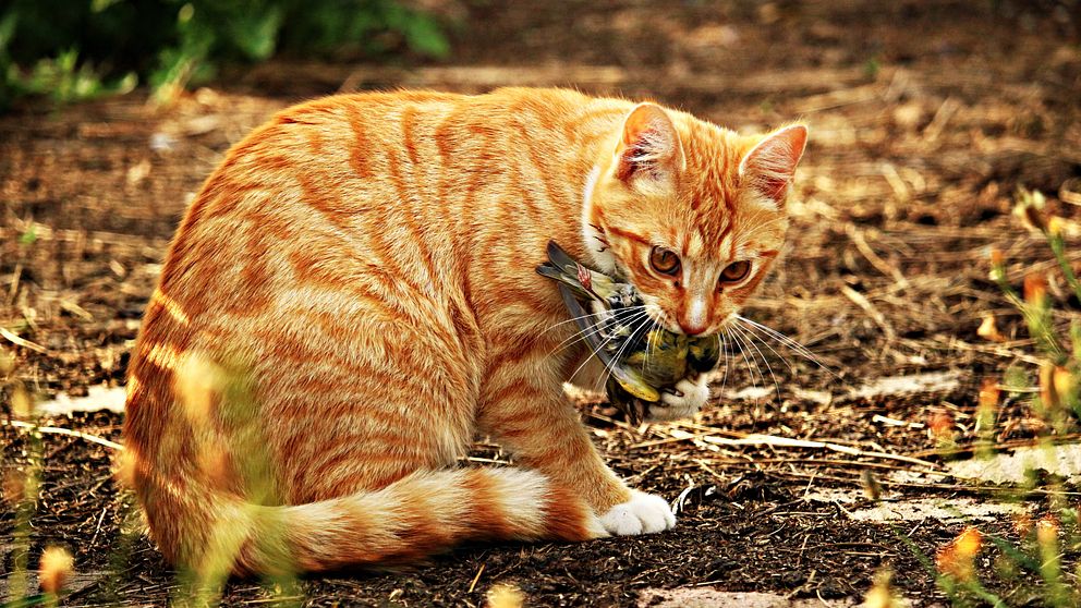 Orange katt med fågel i munnen