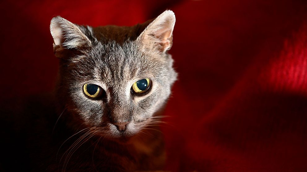 Katt i närbild, med röd bakgrund.