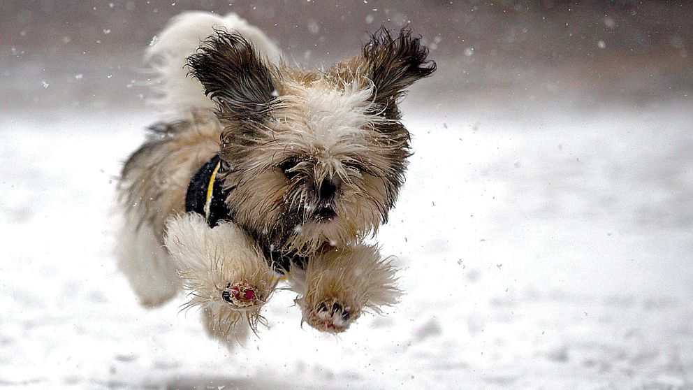 Genrebild på hund i snö.