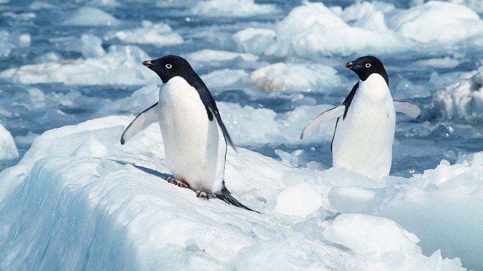 Adéliepingvinen är, tillsammans med kejsarpingvinen, den sydligast förekommande pingvinarten. Den häckar runt hela den antarktiska kontinenten.