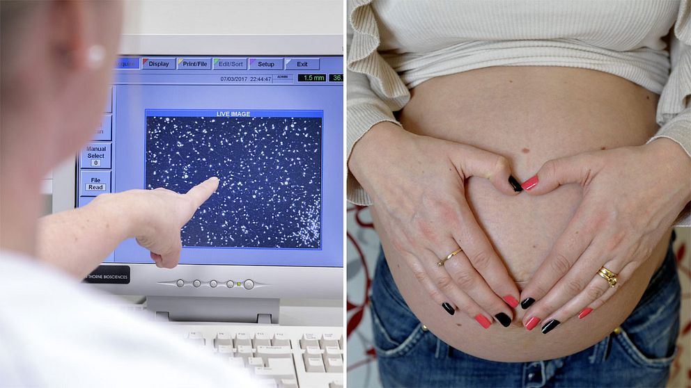 En bild på spermier på en datorskärm och en gravid kvinna.
