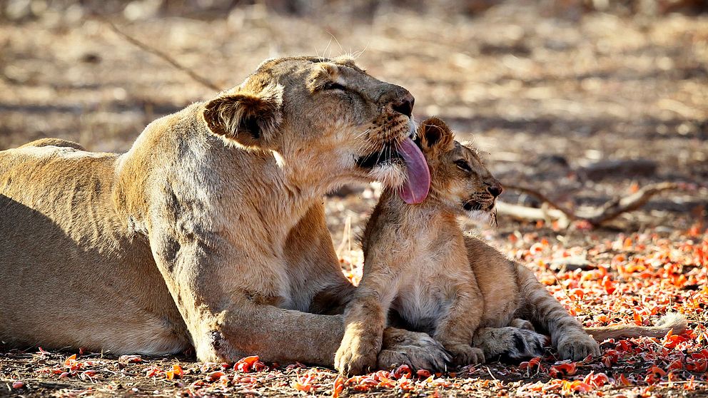 En asiatisk lejonhona med sin unge i Girs nationalpark i den indiska staten Gujarat. Bilden är från 2012.
