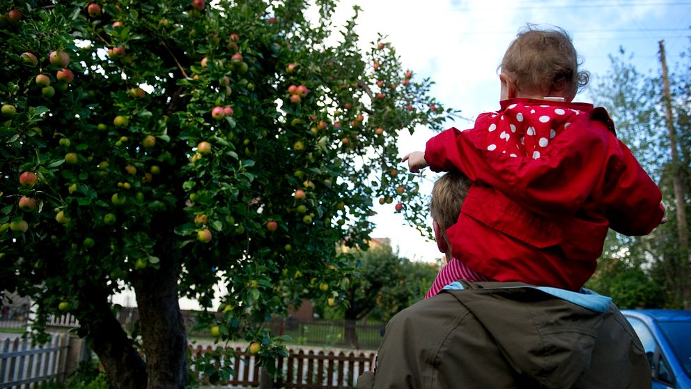 Pappa med barn på axlarna vid äppelträd