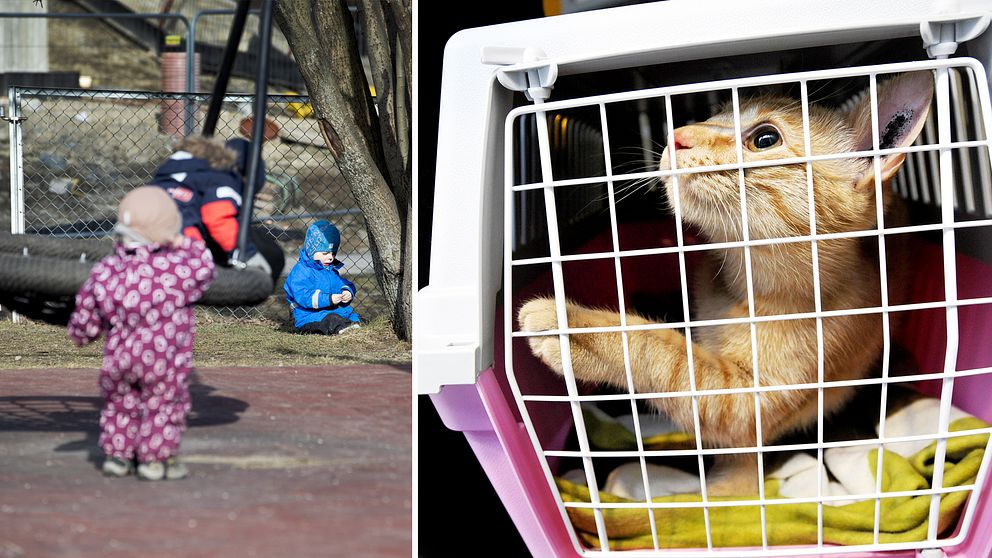 Förskoleungar och en katt i bur.