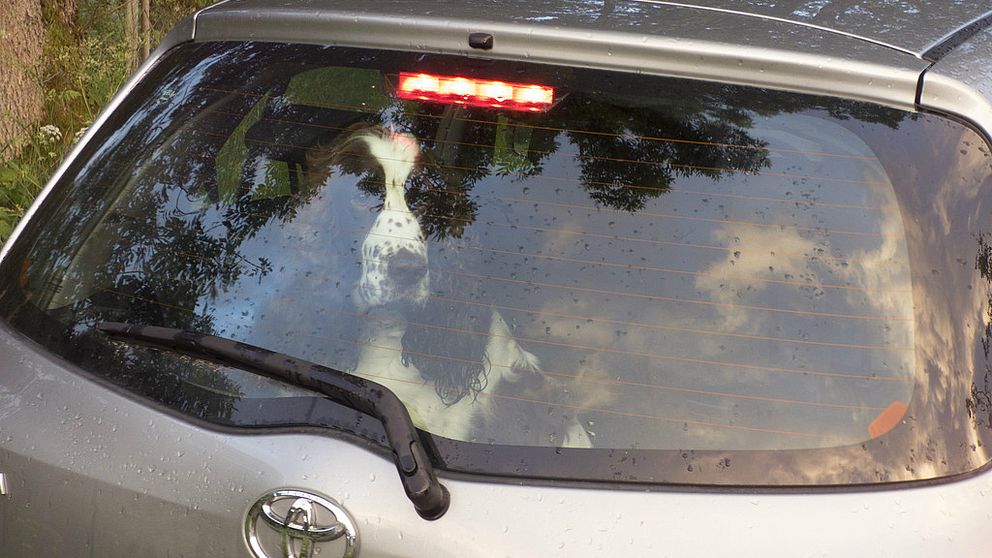 En hund som tittar ut genom bakluckan i en bil.