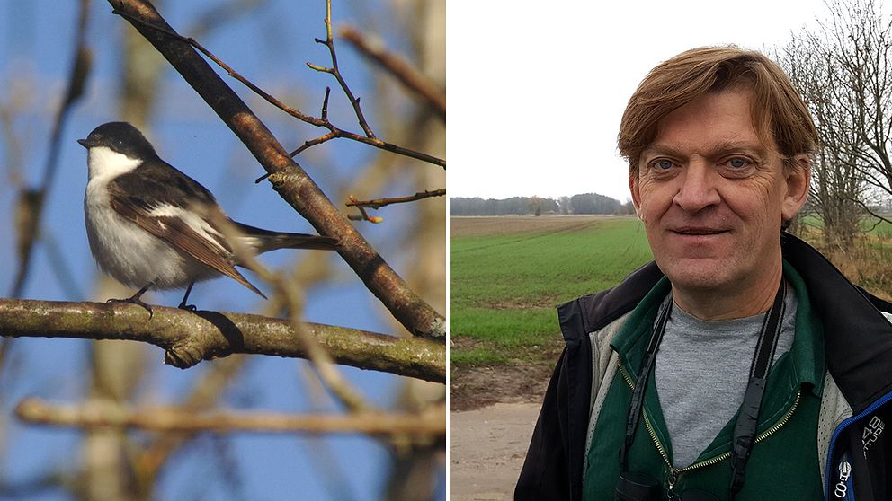 Flugsnappare och professorn i zooekologi Johan Elmberg.