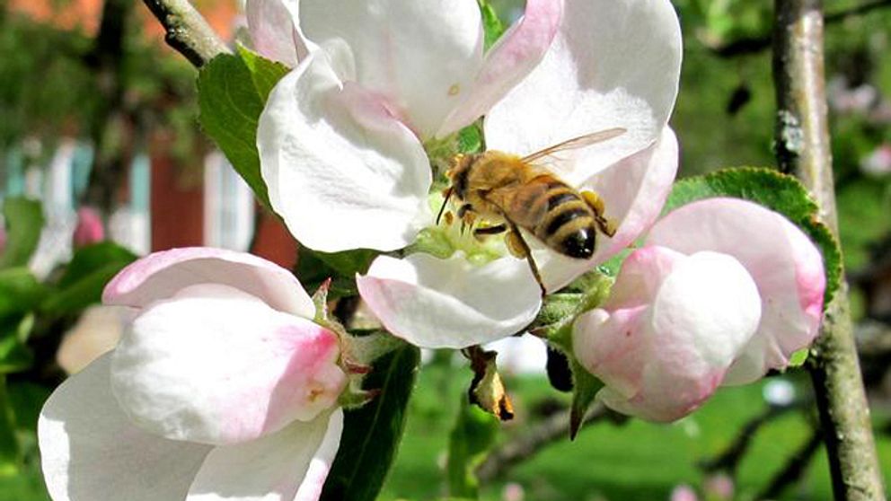 God pollinering av bin och humlor är avgörande för en rik skörd av frukt och bär.