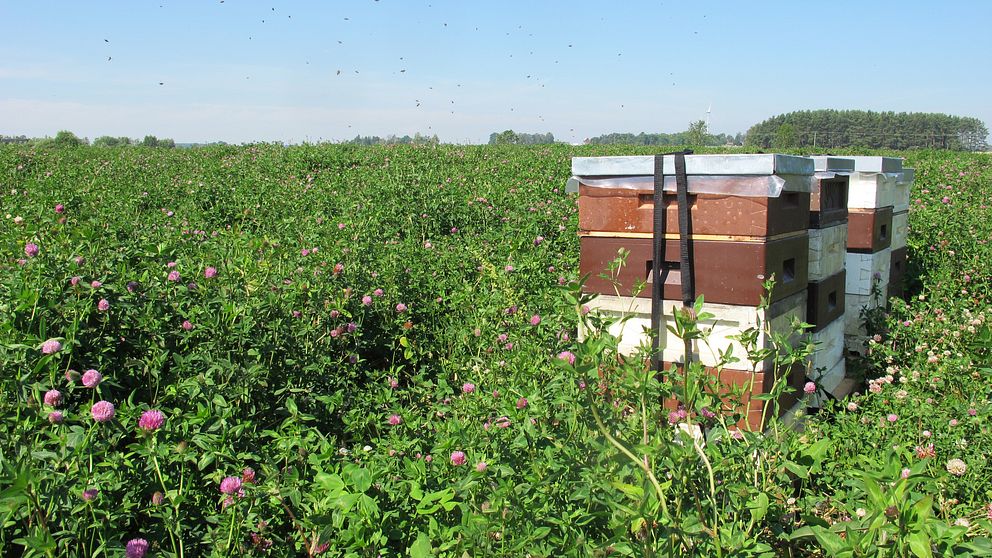 Man kan hyra en andel i en bikupa om man vill främja pollinering och öka skörden av frukt och bär.
