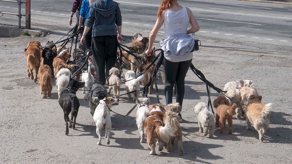 Hunddagis på promenad med många hundar.