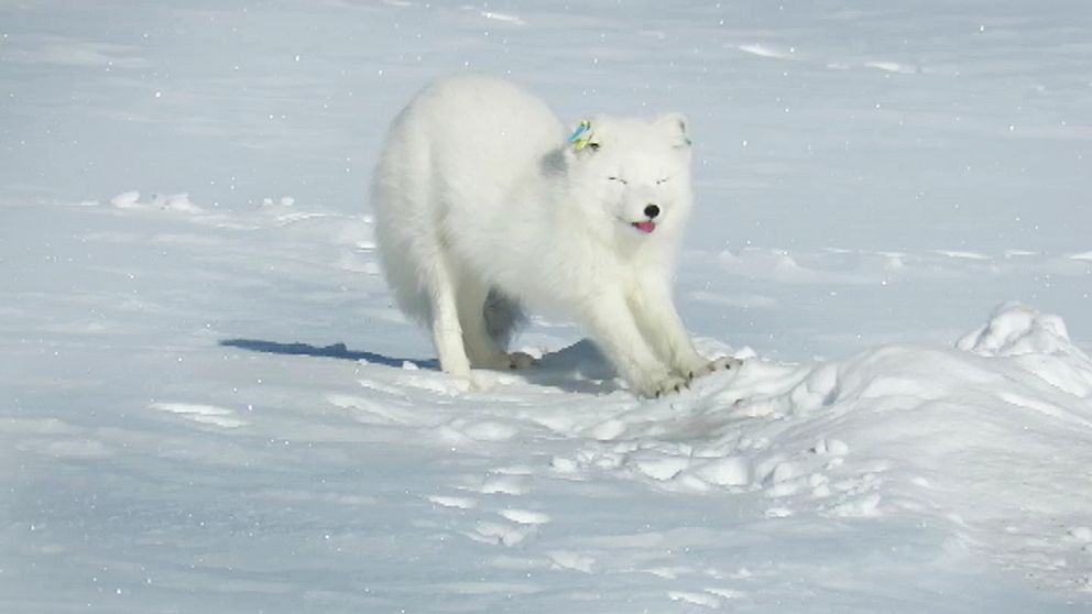 Nyvaken? Det ser så ut i alla fall. Här ser ni den nyfikna fjällräven som kom upp ur snön för att betrakta länsstyrelsens naturbevakare.