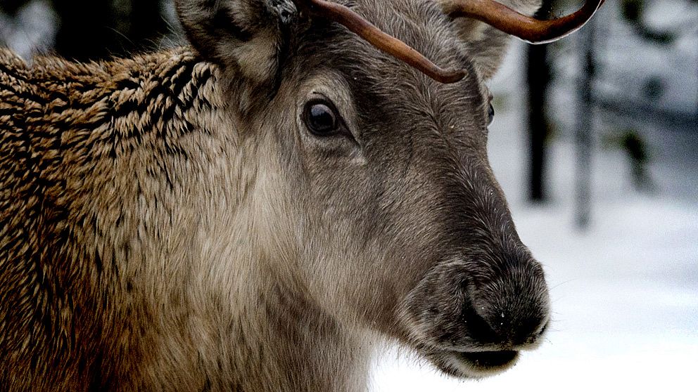 Renarna svälter och samebyarna ber om katastrofstöd