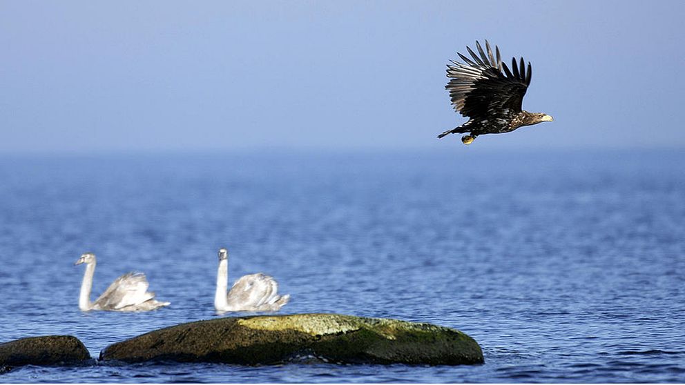 I Sverige ökar rovfåglar som havsörn medan fåglar i jordbrukslandskap minskar, enligt den senaste fågelinventeringen.