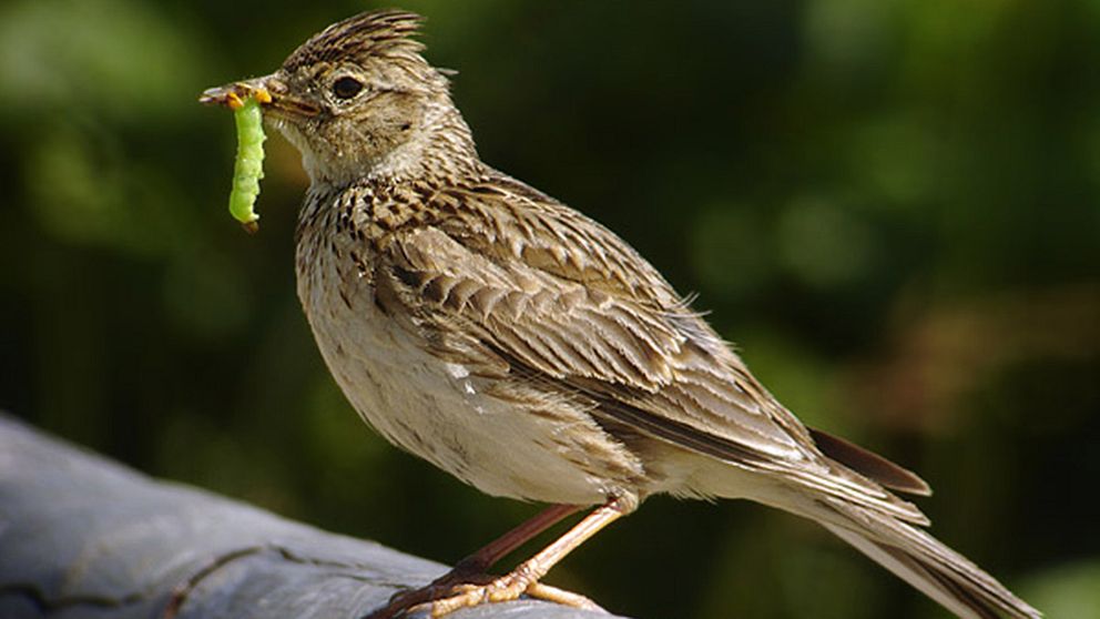 Sånglärkan är en av de fåglar som lever i jordbruksmiljöer och som minskar i antal, enligt fågelinventeringen.