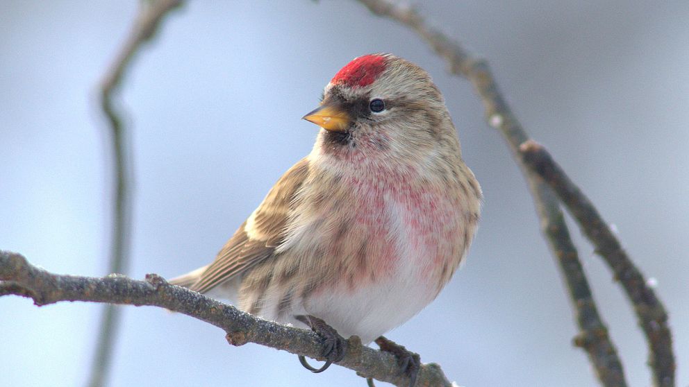 Gråsiskan var den tredje vanligaste fågeln som rapporterades in från fågelbord i Sverige i januari 2018.