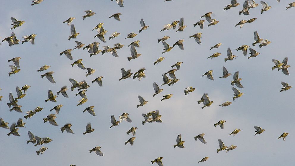 grönfinkar som flyger