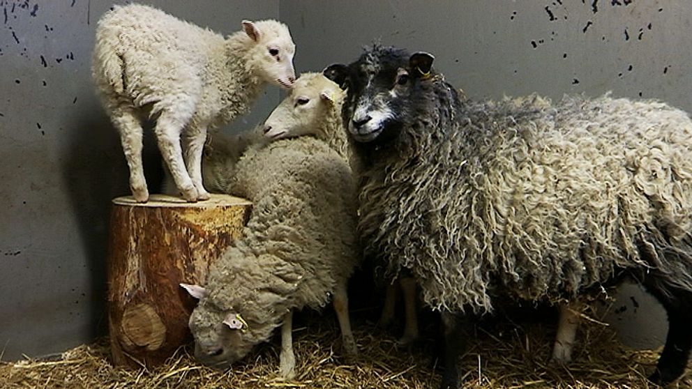 Ett vitt lamm står på en stubbe. Tätt bredvid, nedanför, står tre vuxna får. Två är vita och det tredje är svartvitt. Alla fåren står på halm i en box.