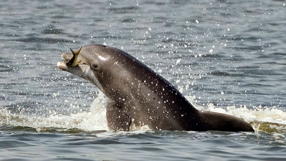 På bilden en tumlare utanför Florida. Det finns sex arter, och de lever i tempererade och kalla vatten på hela norra halvklotet.