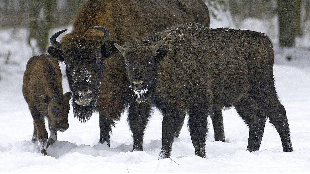 Visenter eller bison lever i det omtvistade skogsområdet Bialowieza i Polen.