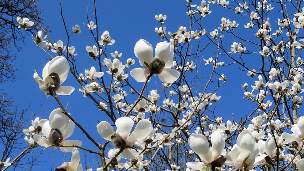 Fotot på Magnolian  tog jag 18/4 i Alnarpsparken utanför Lomma