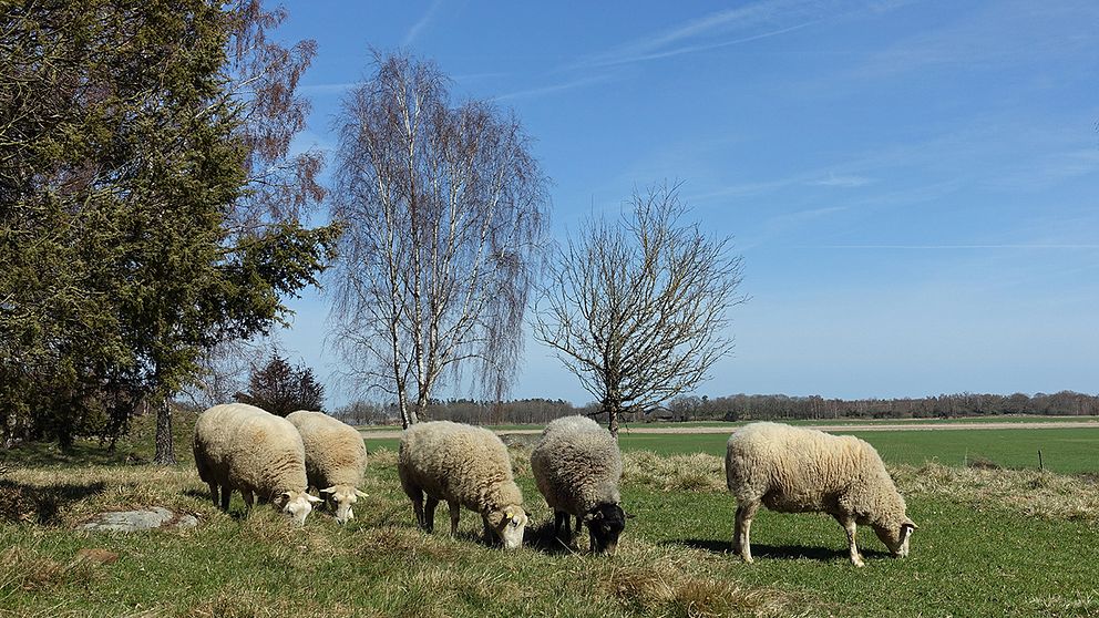 Ser gott ut med de fridfullt betande fåren som nu flyttat ut i hagen. Sol och sommarvarmt i Lindsdal, Kalmar. 19 april.