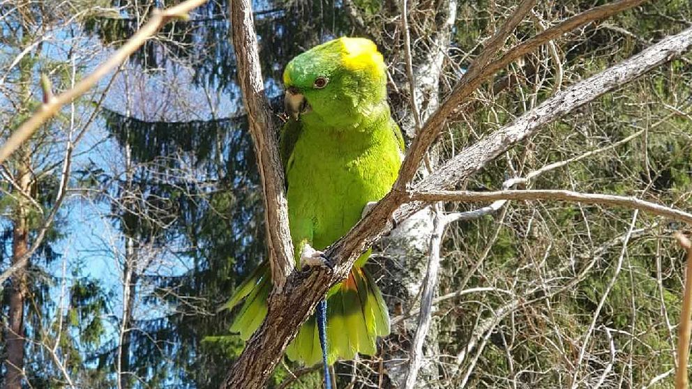 Den gröna papegojan Rocky i ett träd.