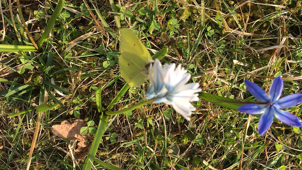 Anders i Kyrkbytorp har hittat en fjäril som njuter av nektar i vårvärmen.