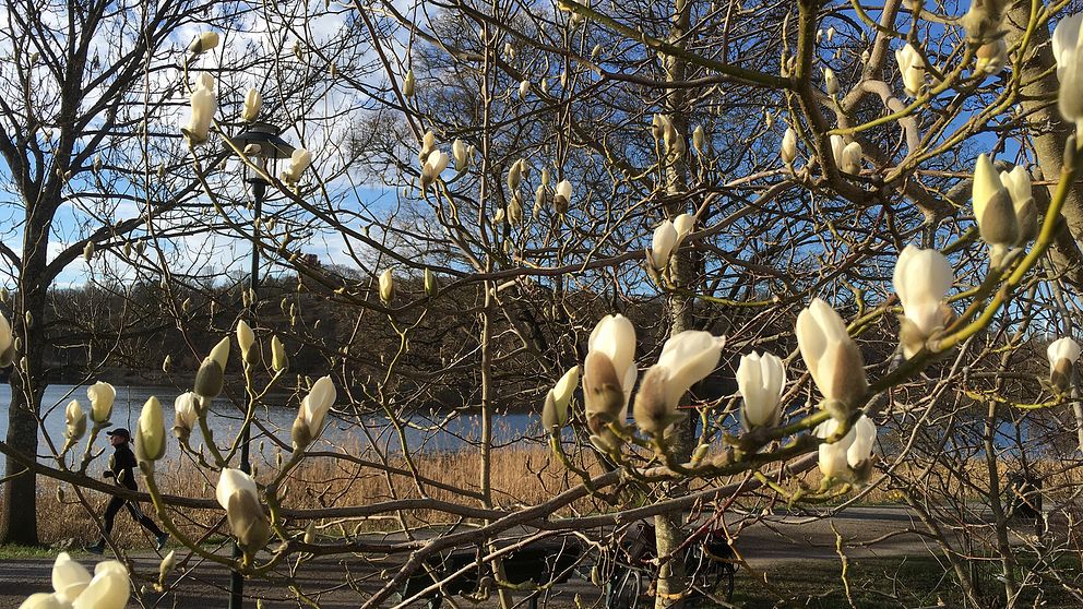 Magnolian har slagit ut i Stockholm.