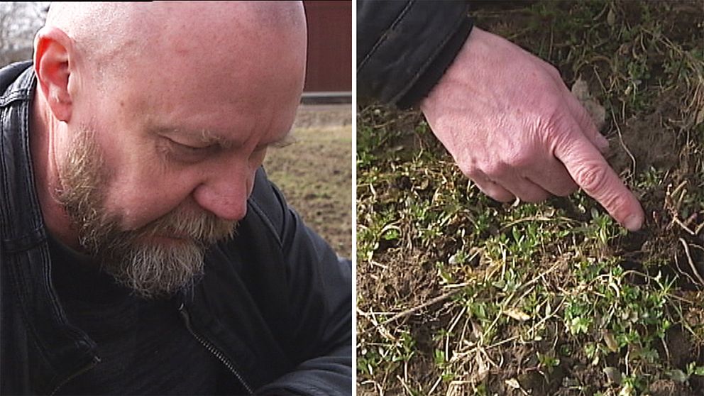 Svenerik Fritiofsson är en av entusiasterna bakom odlingen