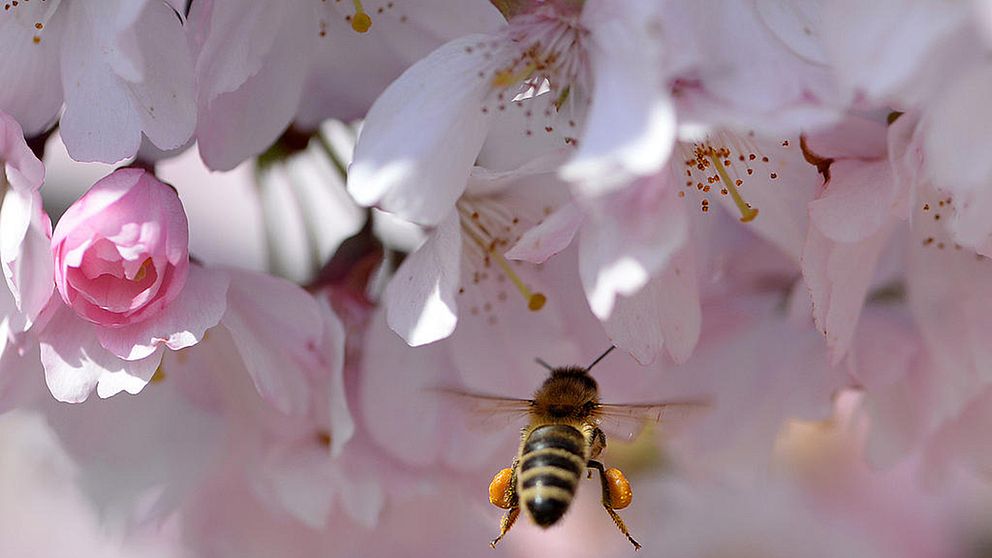 Ett bi som flyger vid ett blommande fruktträd.