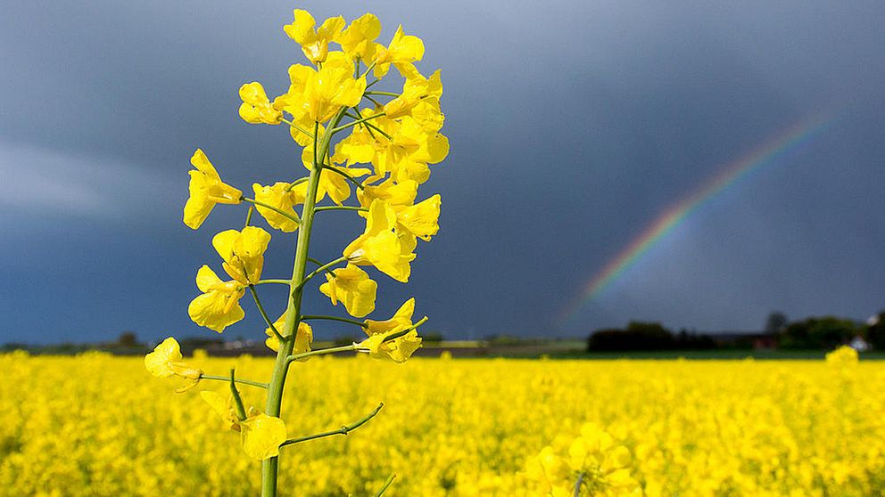 Rapsodlingarna har minskat till 7.000 hektar från 45.000 hektar sedan förbud mot bekämpningsmedlen neonikotinoider infördes för blommande grödor 2013.