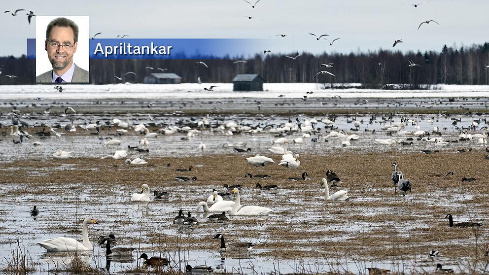 Flyttfåglarna trivs på de snösmältande fälten i Röbäck utanför Umeå i Västerbotten den 21 april.