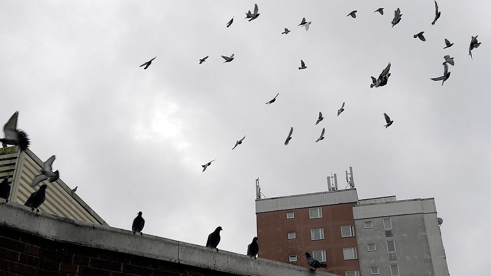 Duvor flyger i flock upp mot en grå himmel. Höghus skymtas i bakgrunden.